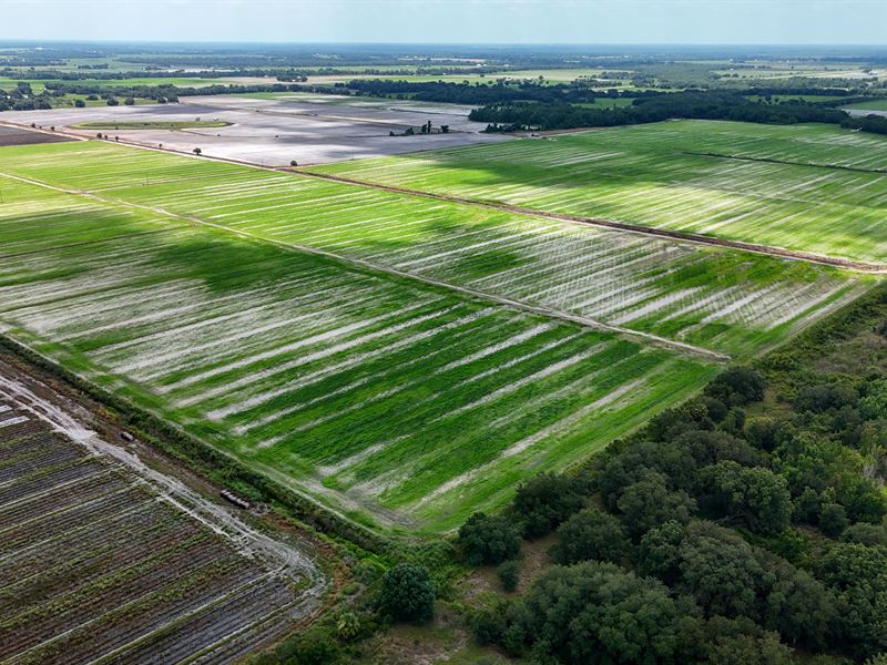 West Wauchula Farm : Wauchula : Hardee County : Florida