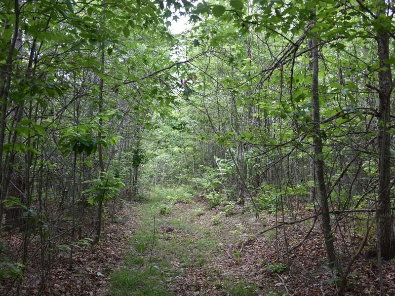 Holly Branch : Vanceburg : Lewis County : Kentucky