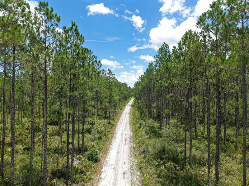 34.95 Ac Recreational Timberlan : Saint George : Charlton County : Georgia