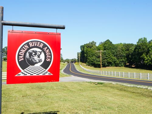 Yadkin River Cattle Farm : Lexington : Davidson County : North Carolina