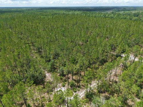 52.43 Ac Recreational Timberlan : Saint George : Charlton County : Georgia