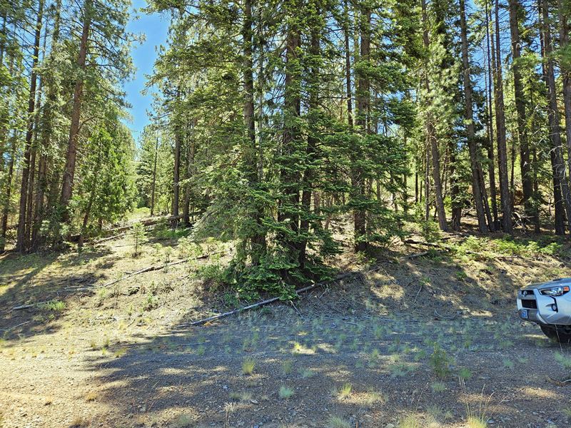 Tall Tree Basecamp for Adventure : Bonanza : Klamath County : Oregon
