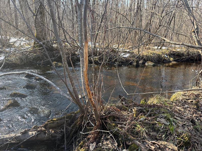 Acreage on Main Creek : Kennan : Price County : Wisconsin