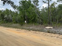 Private Lot Close to Lake Grandin : Interlachen : Putnam County : Florida