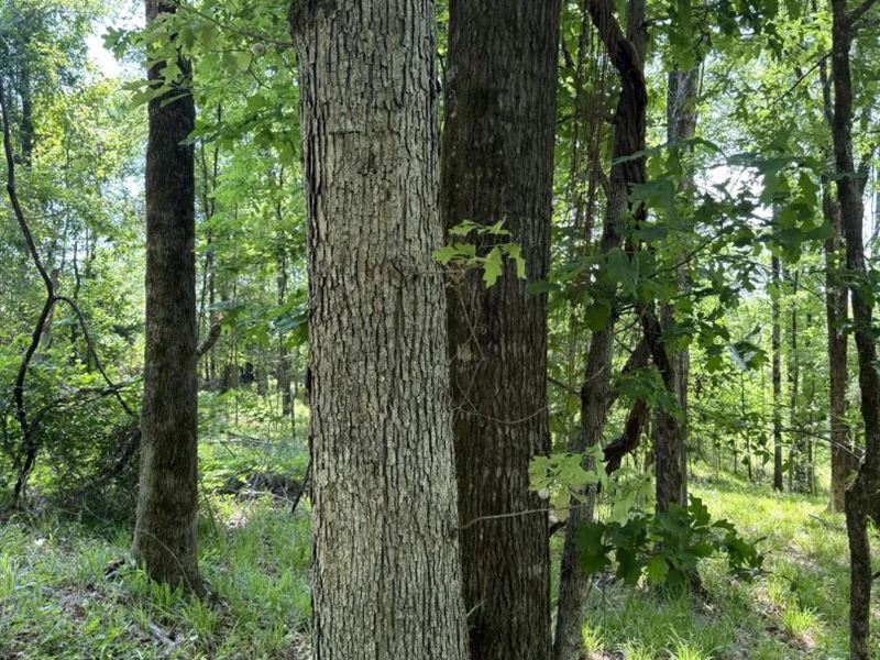 18.5 Acres in Carroll County, MS : McCarley : Carroll County : Mississippi