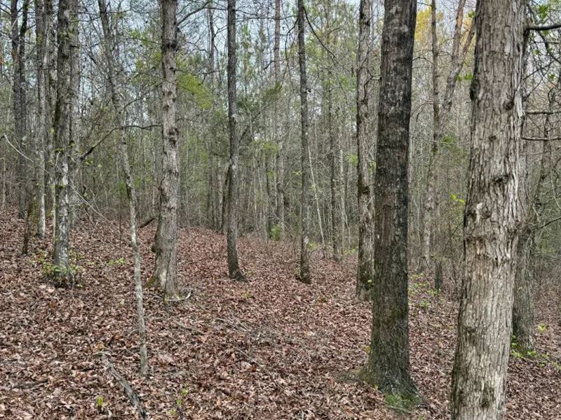 19.5 Acres in Kemper County, MS : Preston : Kemper County : Mississippi