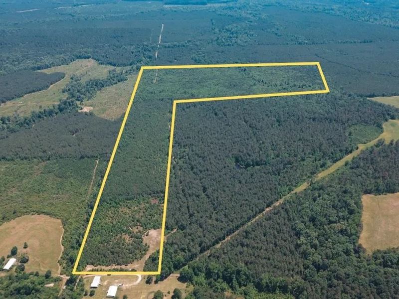 Weston 112, Timber & Hunting Land : Weston : Jackson Parish : Louisiana