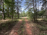 Wyatt Creek Hunting Tract $2,500/Ac : Wiley : Tuscaloosa County : Alabama