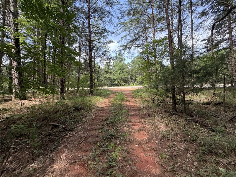 Wyatt Creek Hunting Tract $2,500/Ac : Wiley : Tuscaloosa County : Alabama