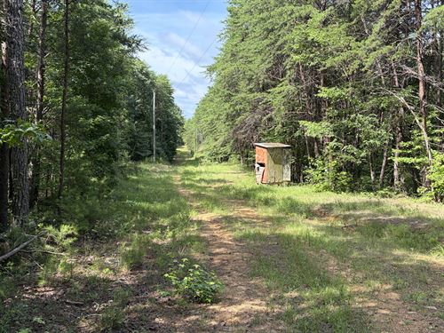 Goodwater Rd. Hunting Property : Northport : Tuscaloosa County : Alabama