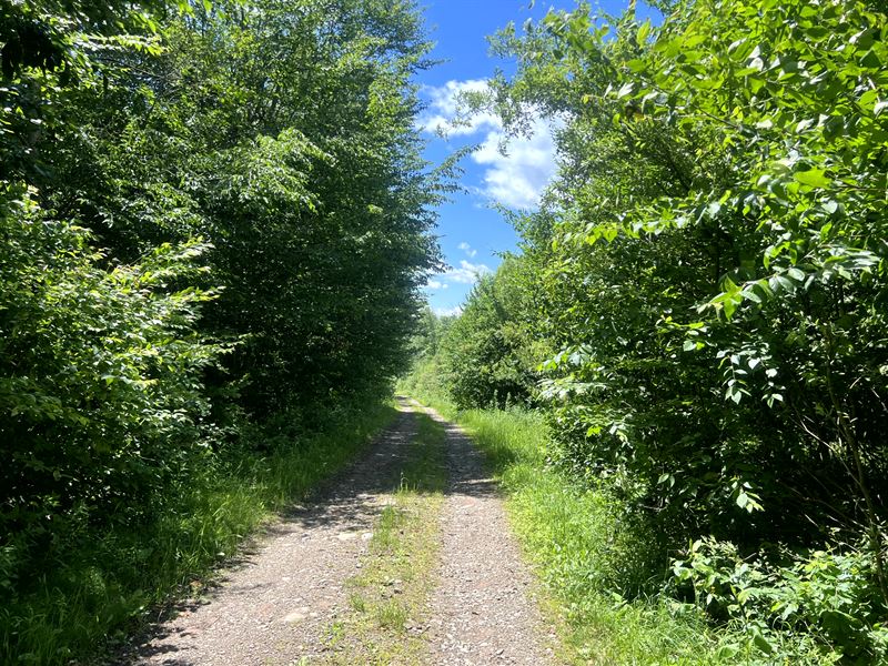 Bordering Fall Brook State Forest : Annsville : Oneida County : New York