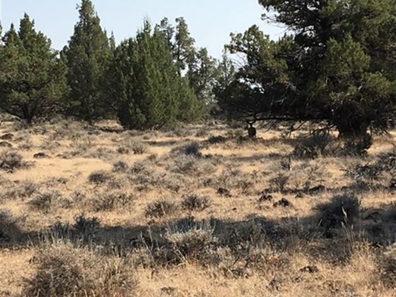 Beautiful Corner Lot Near MT Shasta : Alturas : Modoc County : California