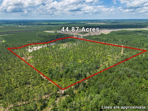 44.87 Acres Recreational Land : Jacksonville : Telfair County : Georgia