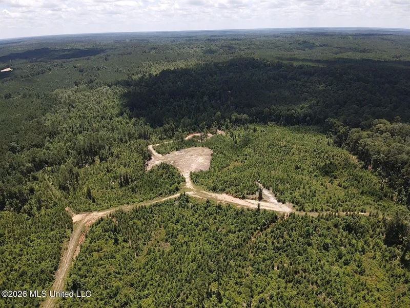 Wilkinson County MS Hunting Land fo : Crosby : Wilkinson County : Mississippi