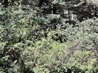 Mountain Land for Sale in Colorado : Fort Garland : Costilla County : Colorado