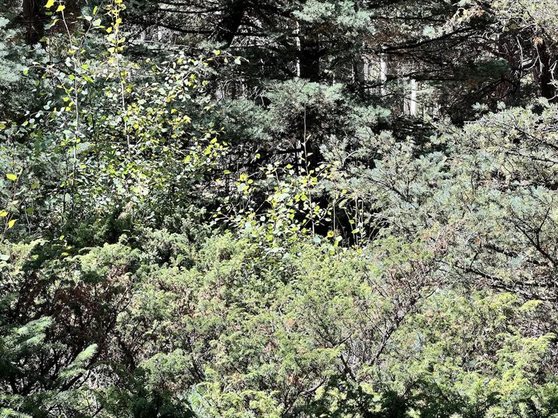 Mountain Land for Sale in Colorado : Fort Garland : Costilla County : Colorado