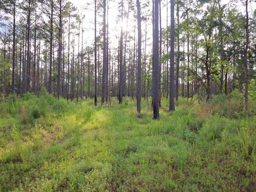 156 Acres in Calhoun County, MS : Bruce : Calhoun County : Mississippi