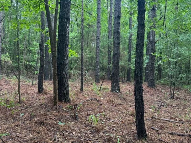10 in Acres in Sumter County, AL : Cuba : Sumter County : Alabama