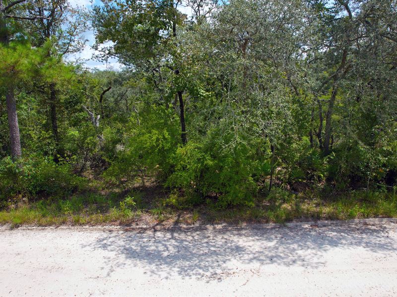 Adjoining Lots Near Suwannee River : Live Oak : Suwannee County : Florida