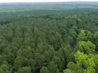 421 Timber Trail : Pittsburg : Camp County : Texas