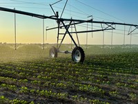 1,229 Acre Irrigated Farm : Clarksville : Red River County : Texas