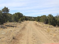 Find Peace, Privacy & Pines in CO : Mosca : Alamosa County : Colorado