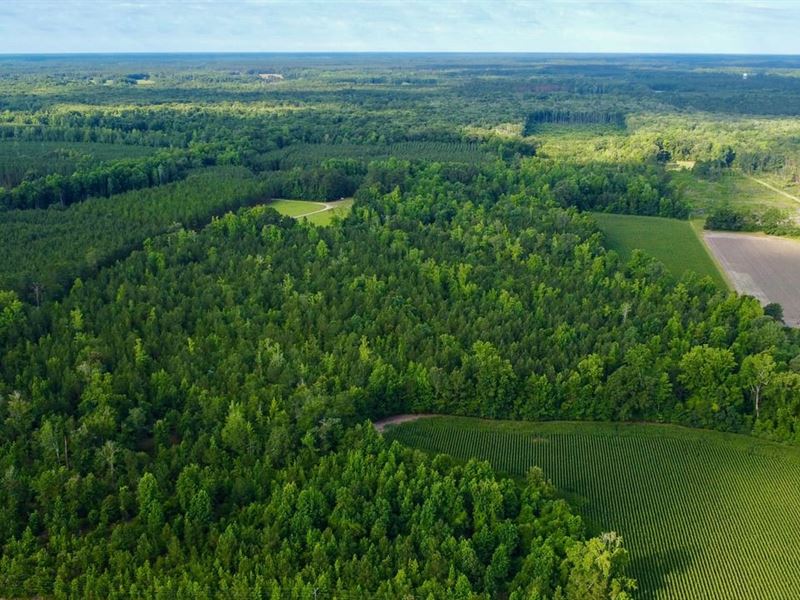 Henry Road Tract : Hemingway : Williamsburg County : South Carolina