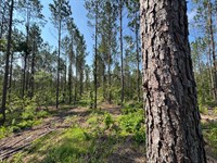 24.55 Acres on Parker Island Ro : Equality : Coosa County : Alabama