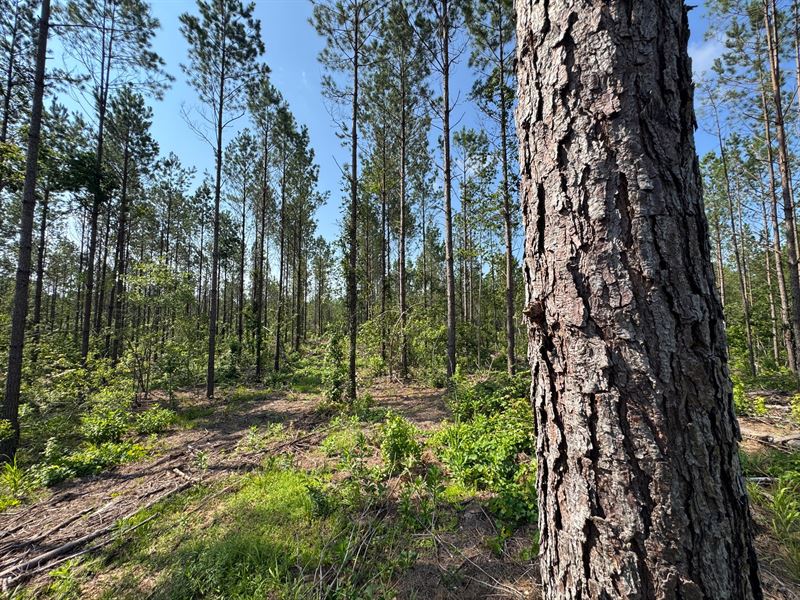 24.55 Acres on Parker Island Ro : Equality : Coosa County : Alabama
