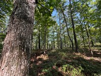 12.30 Acres on Parker Island Ro : Equality : Coosa County : Alabama