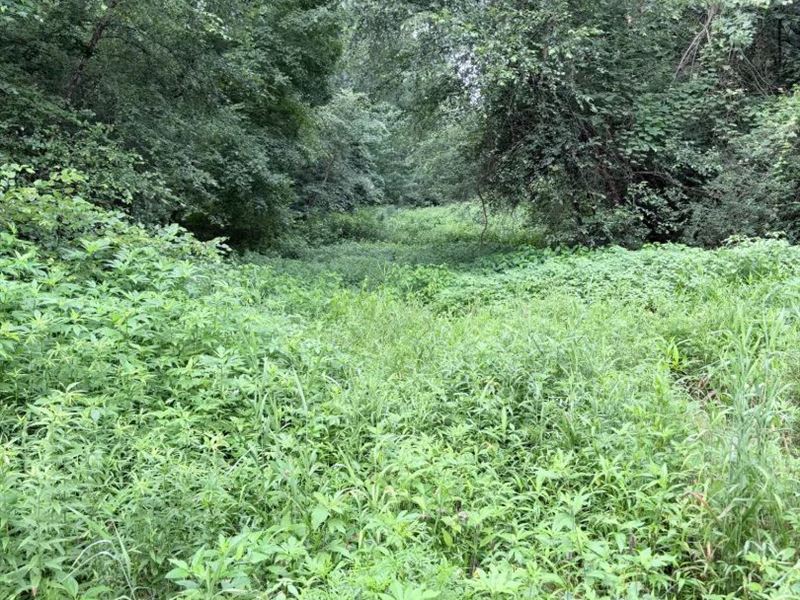 56 Acres in Van Buren County, AR : Bee Branch : Van Buren County : Arkansas