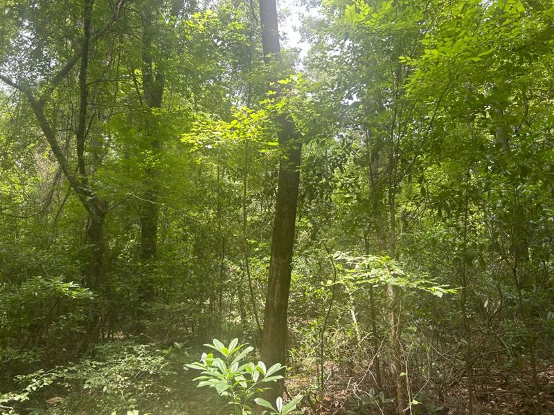 2.6 Acres in Caldwell Parish, LA : Kelly : Caldwell Parish : Louisiana