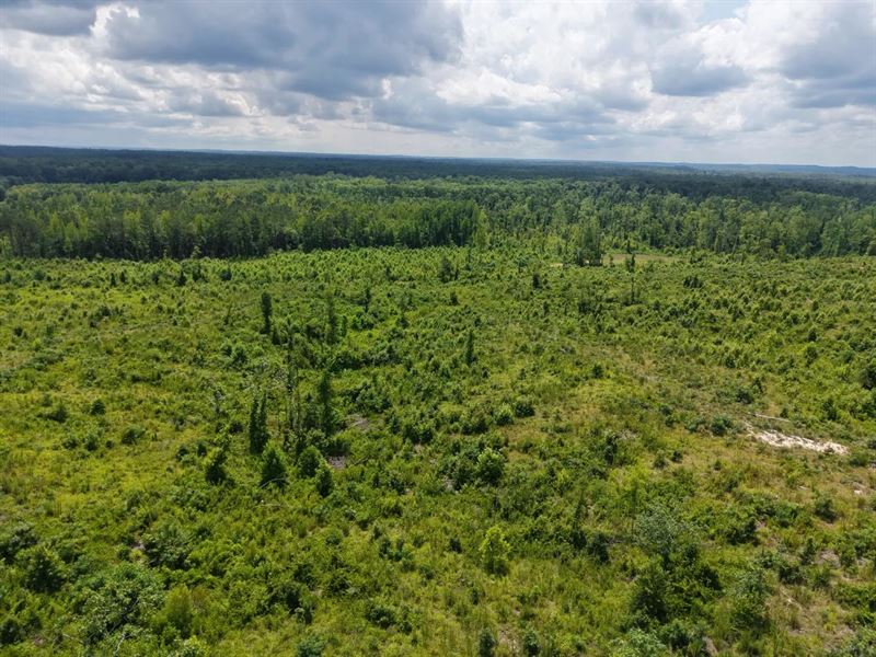 A Cabin on 1,486 Acres in Hardeman : Pocahontas : Hardeman County : Tennessee
