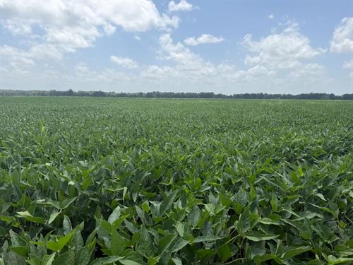 344 Acres in Quitman County, MS : Marks : Quitman County : Mississippi
