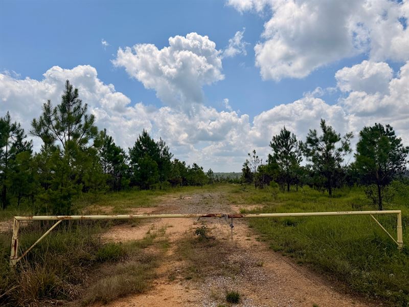 Lamar County 99 : Vernon : Lamar County : Alabama