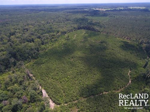 40 ac, Pine Timberland & Hunting : Chatham : Jackson Parish : Louisiana