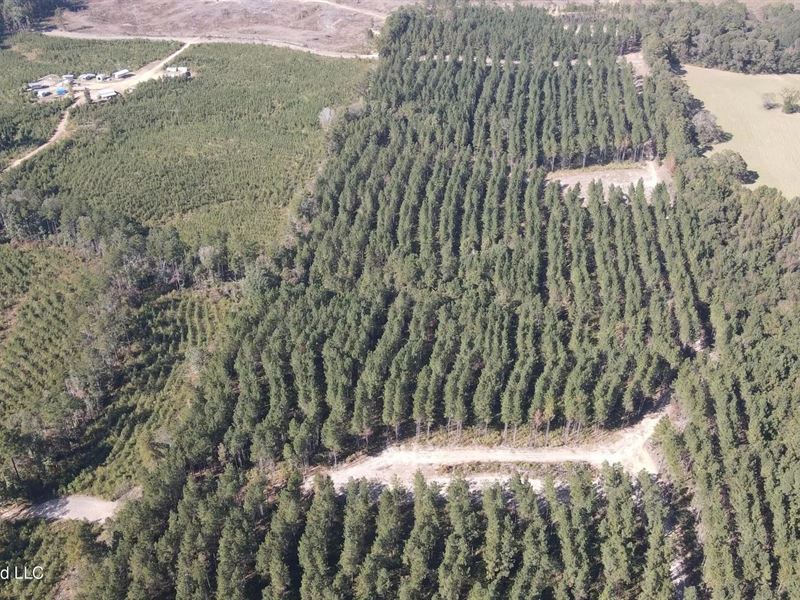 35 Acres for Sale in Pelahatchie : Pelahatchie : Rankin County : Mississippi